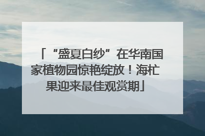 “盛夏白纱”在华南国家植物园惊艳绽放！海杧果迎来最佳观赏期
