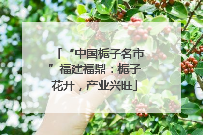 “中国栀子名市”福建福鼎：栀子花开，产业兴旺