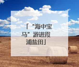 “海中宝马”游进霞浦盐田