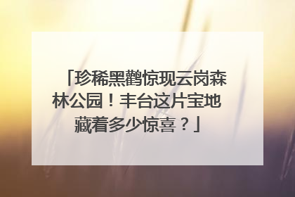 珍稀黑鹳惊现云岗森林公园！丰台这片宝地藏着多少惊喜？