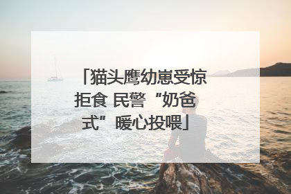 猫头鹰幼崽受惊拒食 民警“奶爸式”暖心投喂