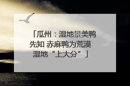 瓜州：湿地景美鸭先知 赤麻鸭为荒漠湿地“上大分”