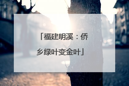 福建明溪：侨乡绿叶变金叶