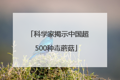 科学家揭示中国超500种毒蘑菇