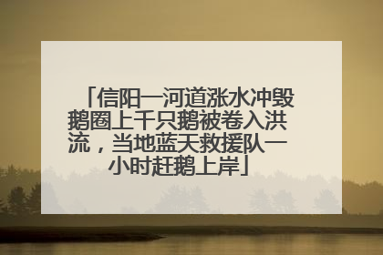 信阳一河道涨水冲毁鹅圈上千只鹅被卷入洪流，当地蓝天救援队一小时赶鹅上岸