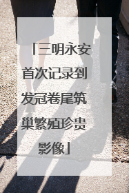 三明永安首次记录到发冠卷尾筑巢繁殖珍贵影像