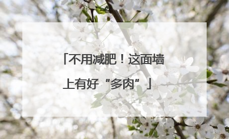 不用减肥！这面墙上有好“多肉”