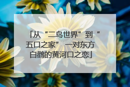 从“二鸟世界”到“五口之家” 一对东方白鹳的黄河口之恋