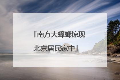 南方大蟑螂惊现北京居民家中
