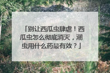 别让西瓜虫肆虐！西瓜虫怎么彻底消灭，潮虫用什么药最有效？