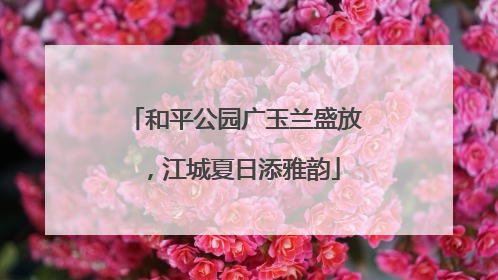 和平公园广玉兰盛放，江城夏日添雅韵