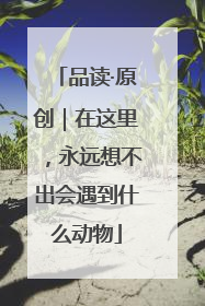 品读·原创｜在这里，永远想不出会遇到什么动物