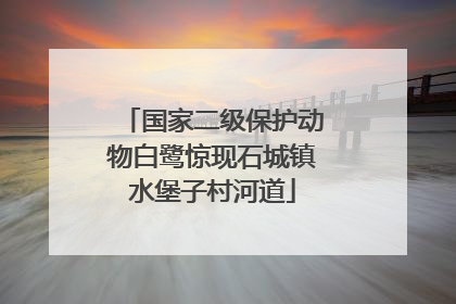 国家二级保护动物白鹭惊现石城镇水堡子村河道