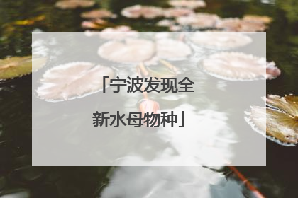 宁波发现全新水母物种