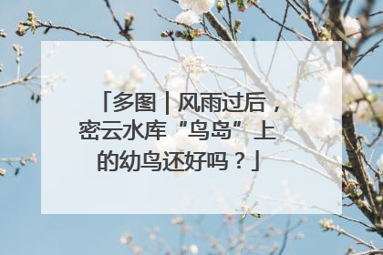 多图｜风雨过后，密云水库“鸟岛”上的幼鸟还好吗？