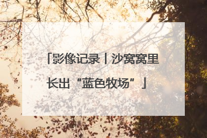 影像记录丨沙窝窝里长出“蓝色牧场”