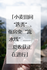 小麦田间“选秀”、蚕房变“流水线”……三夏收获正在进行