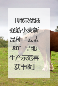 师宗优质强筋小麦新品种“云麦80”旱地生产示范喜获丰收