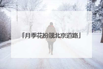月季花扮靓北京道路