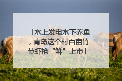 水上发电水下养鱼，青岛这个村百亩竹节虾抢“鲜”上市