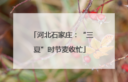 河北石家庄：“三夏”时节麦收忙