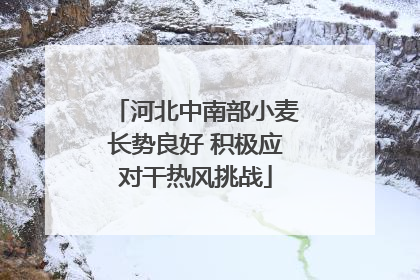 河北中南部小麦长势良好 积极应对干热风挑战