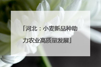 河北：小麦新品种助力农业高质量发展