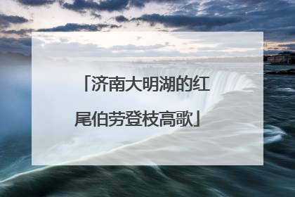 济南大明湖的红尾伯劳登枝高歌