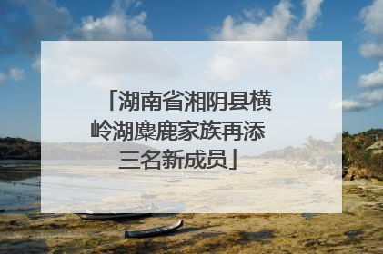 湖南省湘阴县横岭湖麋鹿家族再添三名新成员