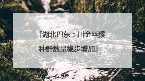 湖北巴东：川金丝猴种群数量稳步增加