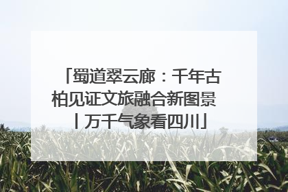 蜀道翠云廊：千年古柏见证文旅融合新图景丨万千气象看四川