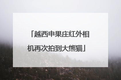 越西申果庄红外相机再次拍到大熊猫