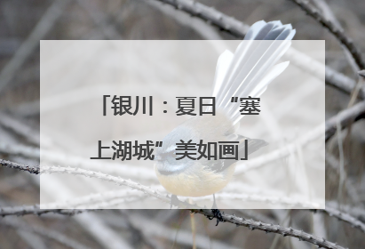 银川：夏日“塞上湖城”美如画