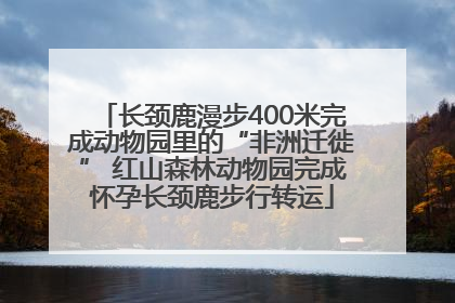 长颈鹿漫步400米完成动物园里的“非洲迁徙” 红山森林动物园完成怀孕长颈鹿步行转运