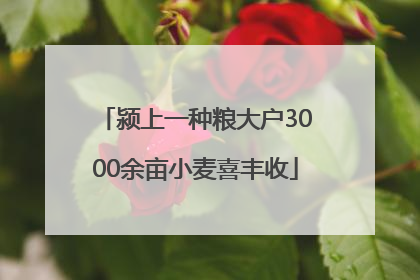 颍上一种粮大户3000余亩小麦喜丰收