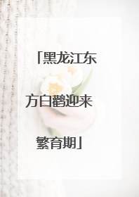 黑龙江东方白鹳迎来繁育期