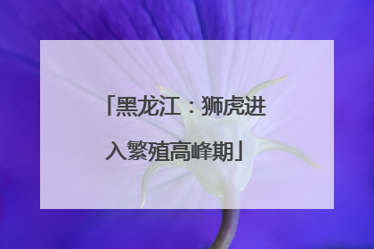 黑龙江：狮虎进入繁殖高峰期
