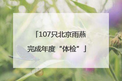 107只北京雨燕完成年度“体检”